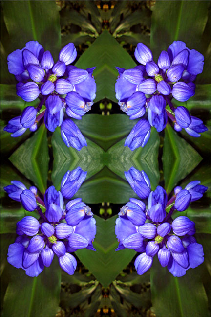 Blue Flowers