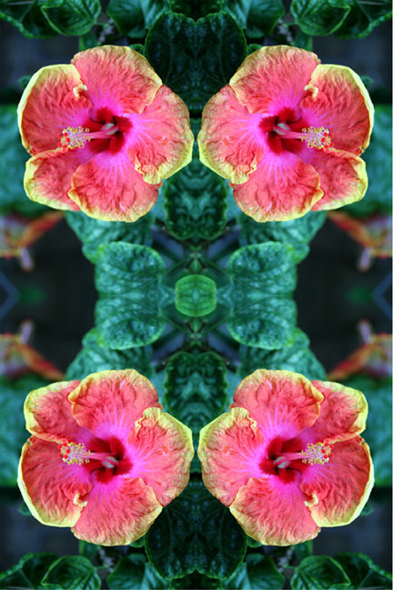 Hibiscus