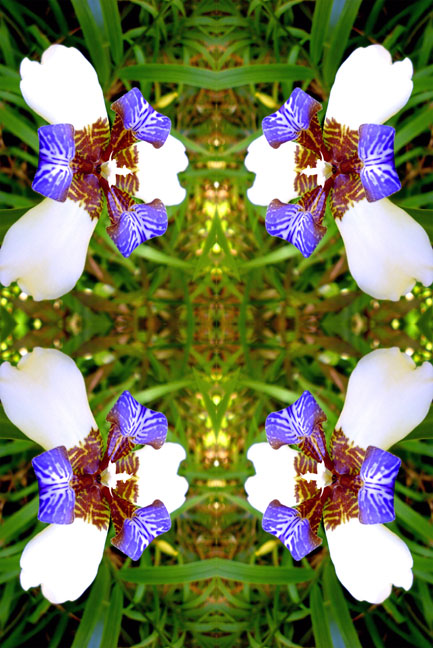 Orchids