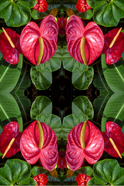 Pink Anthiriums