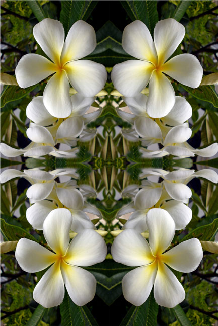 Plumerias