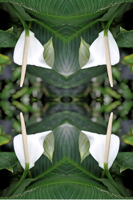 White Anthirum