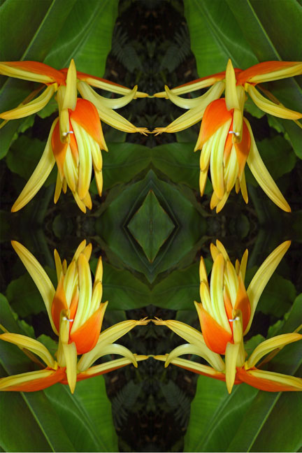 Yellow Bird