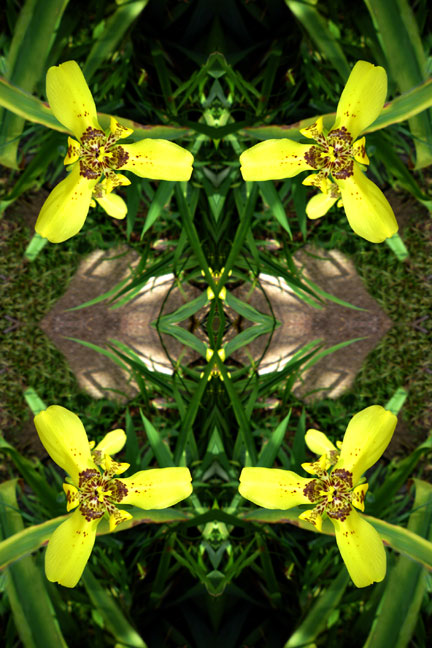 Yellow Orchids