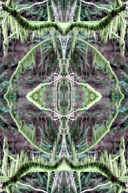 Forest Angel Hair