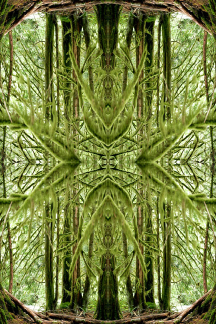 Forest Branches