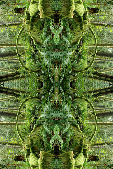 Forest Moss Fern Arch