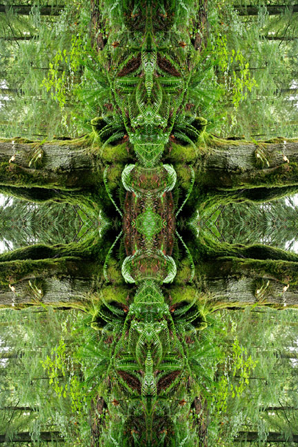 Forest Moss Ferns