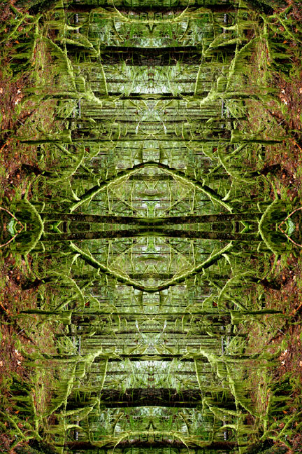 Forest Moss Grove