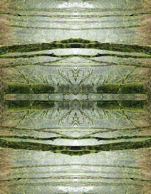 Forest Moss Mist
