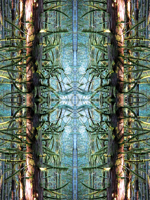 Forest Moss Branches